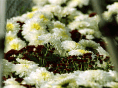 1995 Presentation flowers